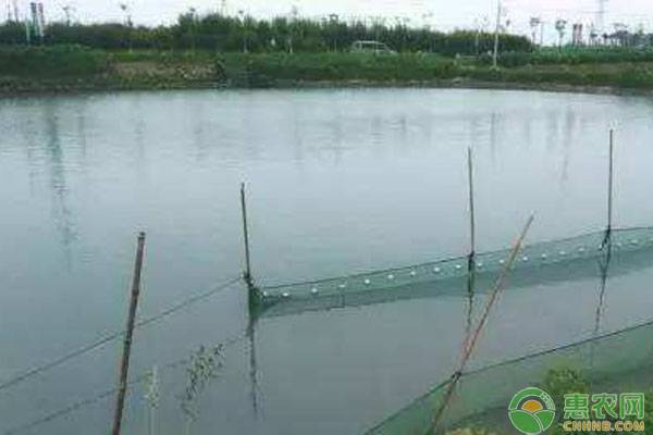 冬春魚池清塘消毒實用技術(shù)