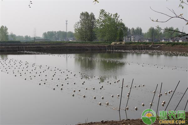 冬春魚池清塘消毒實用技術(shù)