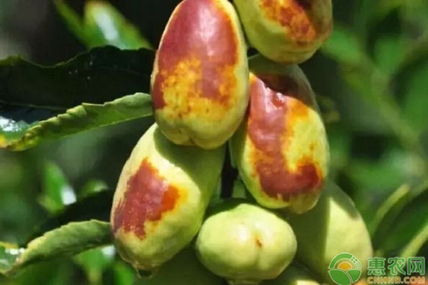棗樹冬春季管理關(guān)鍵措施