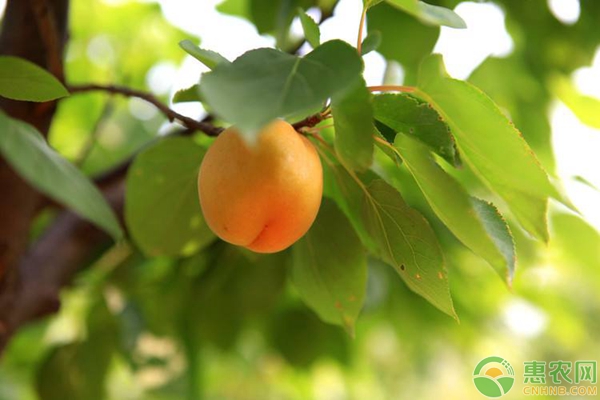 不同種類的蚧殼蟲(chóng)對(duì)杏樹(shù)種植的危害及發(fā)生規(guī)律