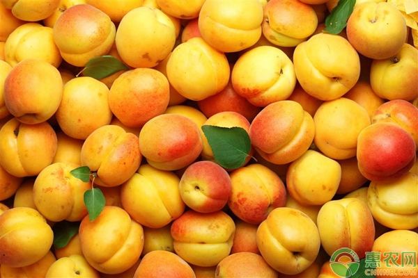 不同種類的蚧殼蟲(chóng)對(duì)杏樹(shù)種植的危害及發(fā)生規(guī)律