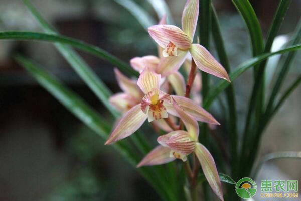 蘭花花期如何綁扎花葶，保護(hù)花朵形態(tài)和色澤？