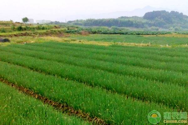 大蔥露地高產(chǎn)栽培田間管理技術