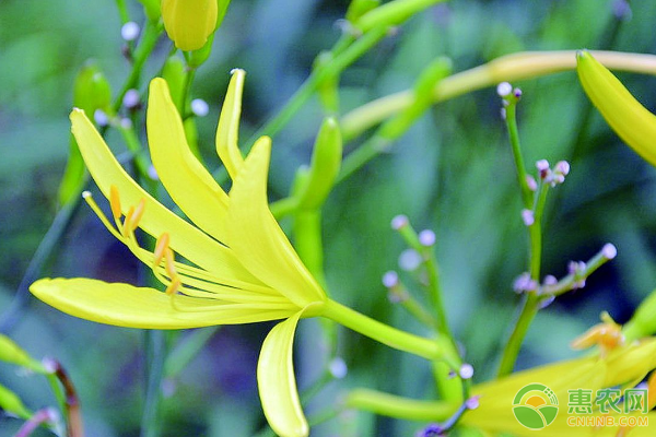 沂水縣環(huán)繞田地黃花高產(chǎn)栽培技術(shù)及病蟲(chóng)害防治措施