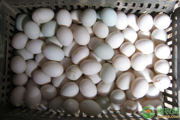 稻田養(yǎng)鴨的方法要點(diǎn)