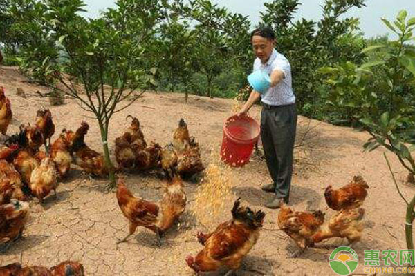 玉米養(yǎng)雞事項