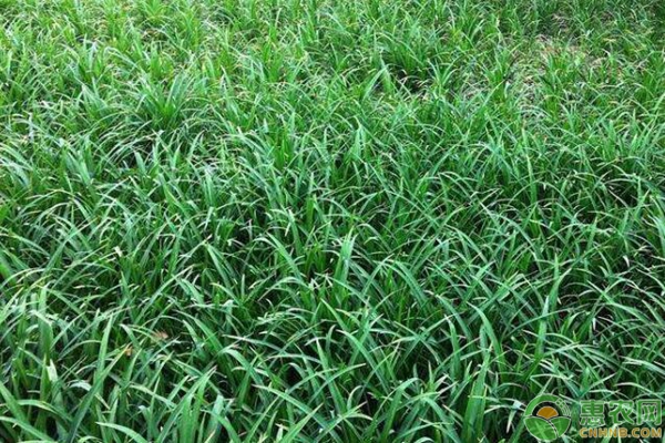 吉祥草的種植技術(shù)要點(diǎn)