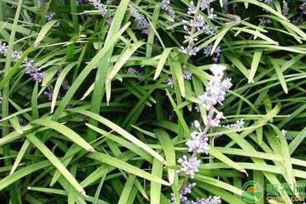 吉祥草的種植技術(shù)要點(diǎn)