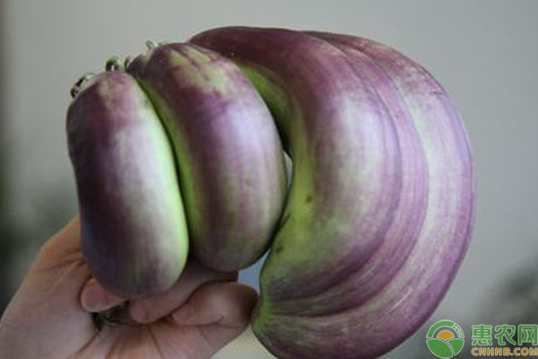 茄子畸形果預(yù)防措施