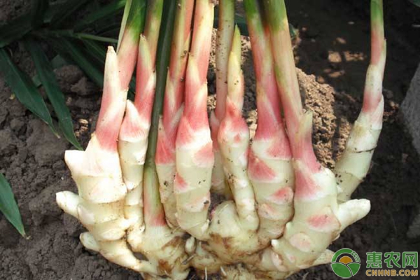 大姜的種植方法技術(shù)