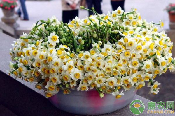 盆栽水仙花的栽植方法和管理要點