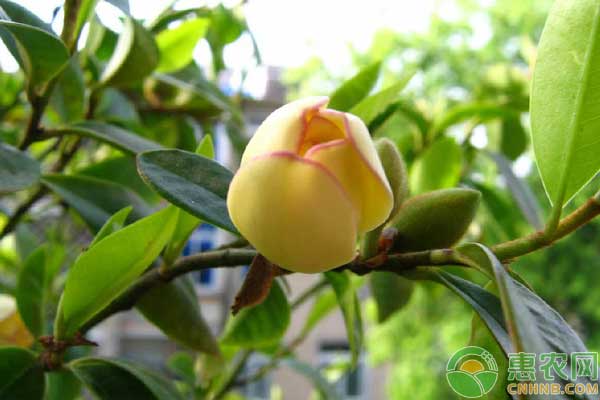 含笑花无性繁殖技术要点