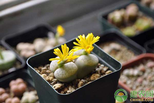 多肉生石花的種植方法和養(yǎng)護技術(shù)