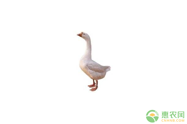 夏季豁鵝雛鵝飲水開食、飼喂分群、溫濕度等飼養(yǎng)管理