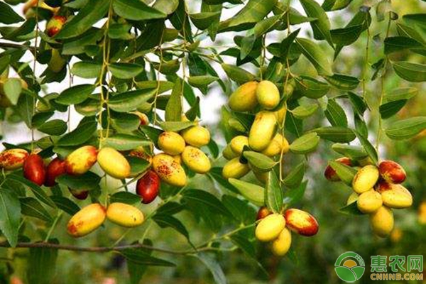 枣树插皮接的实用技术