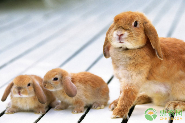 寵物荷蘭垂耳兔生物學(xué)特性、飼養(yǎng)管理、疾病防治