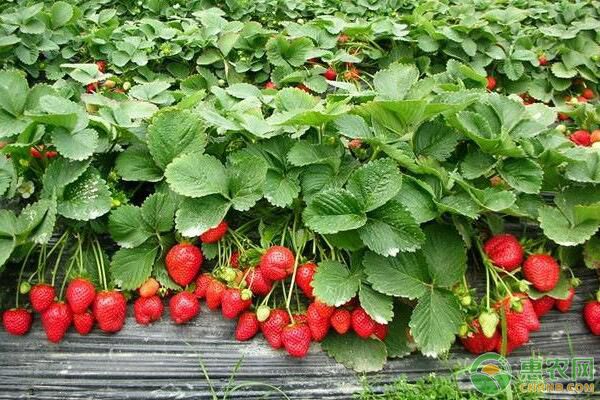想要草莓品質好、產量高，掌握這些施肥技術很重要！