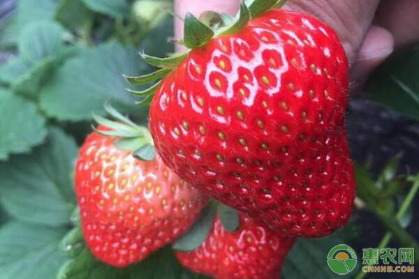 想要草莓品質好、產量高，掌握這些施肥技術很重要！