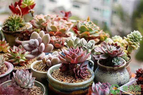 多肉植物種植常見問題及解決措施