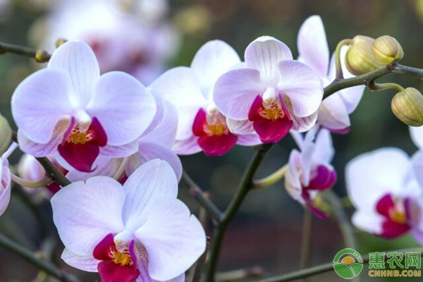 春季蘭花的養(yǎng)護技巧