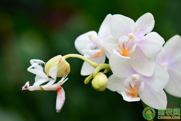 春季蘭花的養(yǎng)護技巧