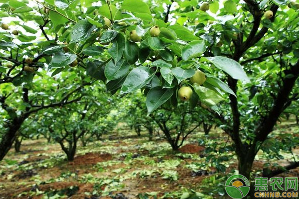梨樹種植要點(diǎn)和土壤改良技術(shù)