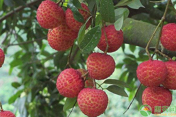 春季荔枝管理