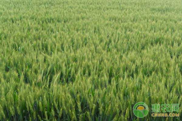 冬麥的種植技術(shù)要點