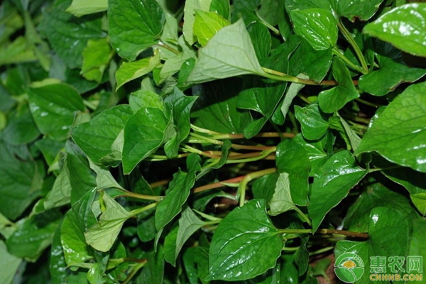折耳根的種植技術(shù)要點