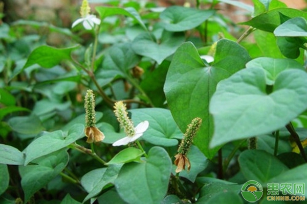 折耳根的種植技術(shù)要點