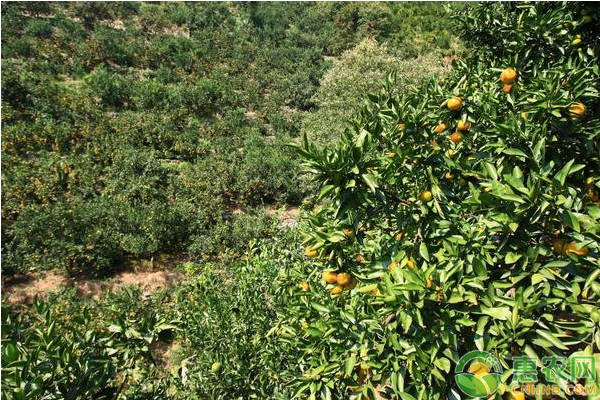 紅橘的種植要求和管理要點