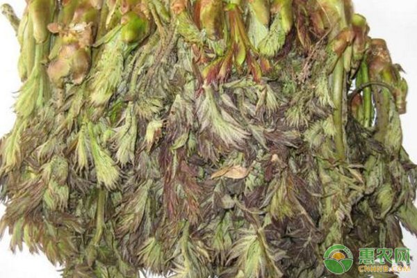 烏龍頭生物學特性、栽培區(qū)自然概況、人工栽植技術(shù)