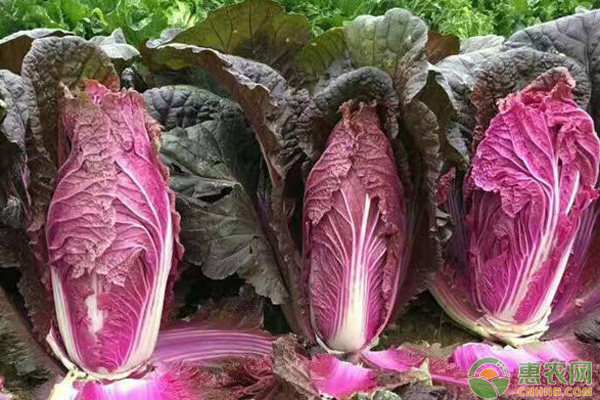 紫色大白菜的夏季栽培管理技術(shù)