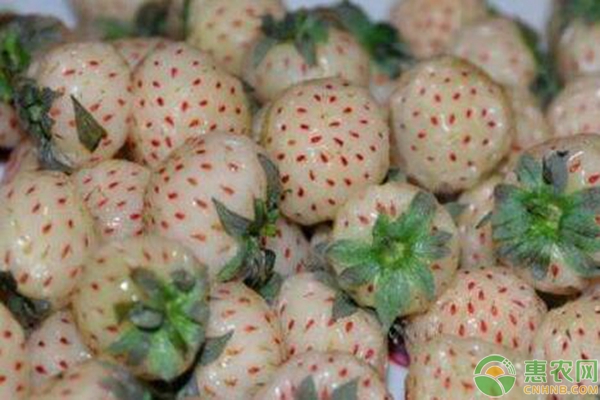 菠蘿莓的種植技術(shù)要點(diǎn)