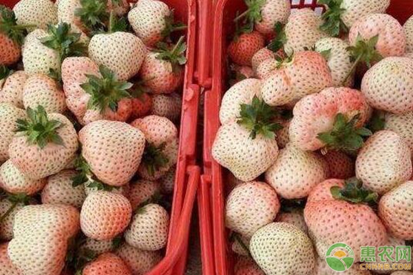 菠蘿莓的種植技術(shù)要點(diǎn)