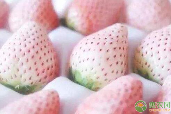 菠蘿莓的種植技術(shù)要點(diǎn)