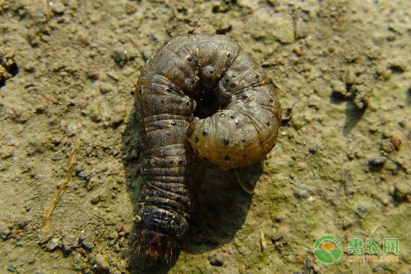 地老虎的危害症状、特点及防治方法