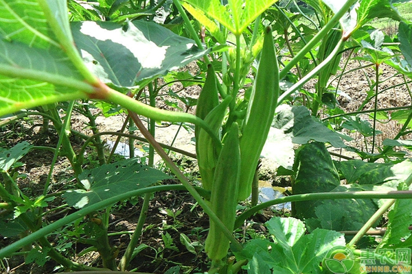 秋葵的種植技術(shù)要點(diǎn)