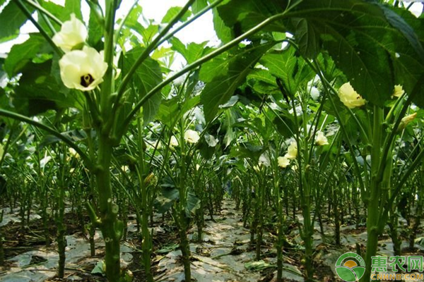 秋葵的種植技術(shù)要點(diǎn)