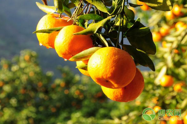 開(kāi)春后，柑橘薊馬、紅蜘蛛、花蕾蛆、木虱防治措施
