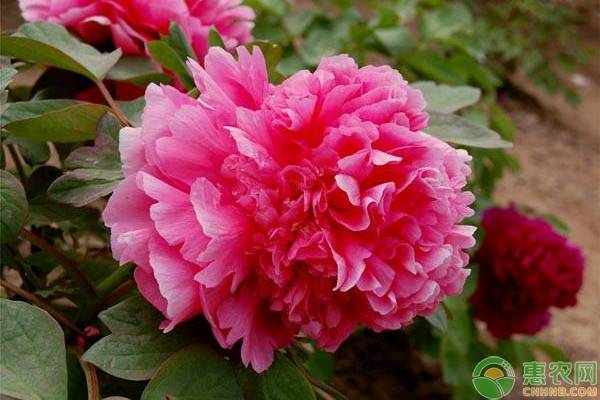 牡丹花的種植管理關(guān)鍵技術(shù)要點(diǎn)