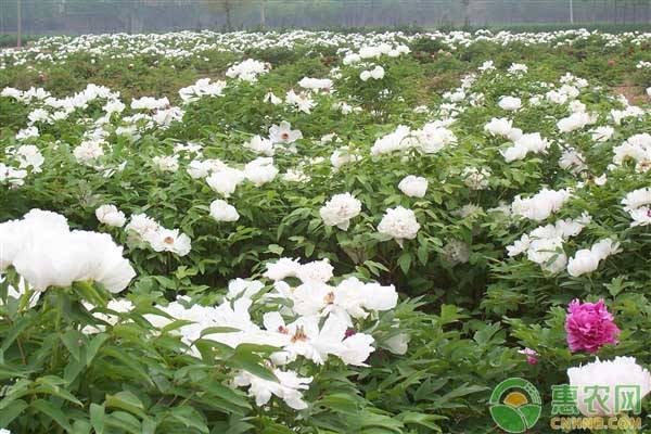 牡丹花的種植管理關(guān)鍵技術(shù)要點(diǎn)