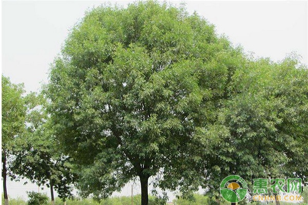 白蠟樹的種植技術(shù)和日常養(yǎng)護管理方法