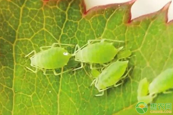 èè«çå±å®³çç¶ãç¹æ§åé²æ²»æ¹æ³