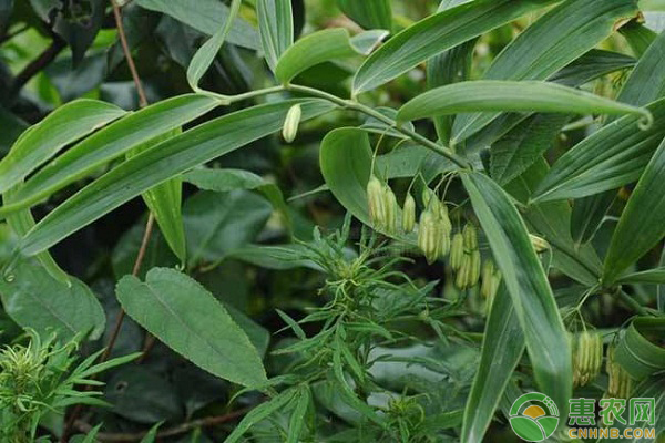 黃精的科學(xué)種植管理技術(shù)