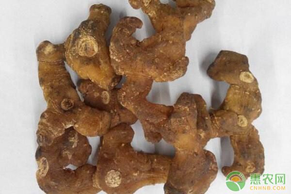 黃精的科學(xué)種植管理技術(shù)