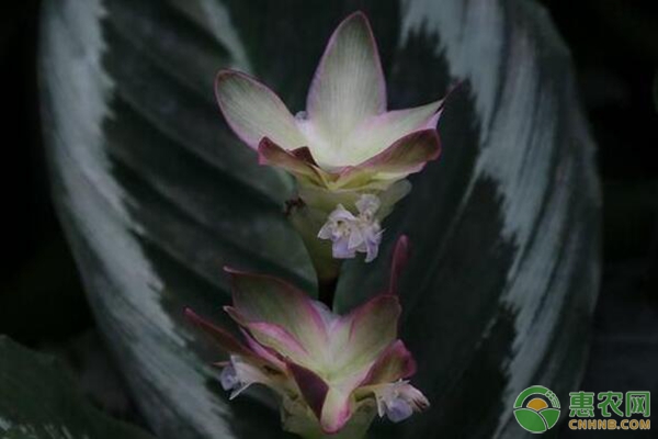 手把手教您荷花肖竹芋的養(yǎng)殖方法