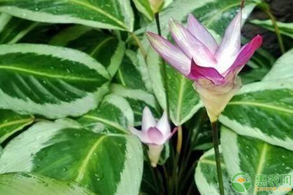 手把手教您荷花肖竹芋的養(yǎng)殖方法