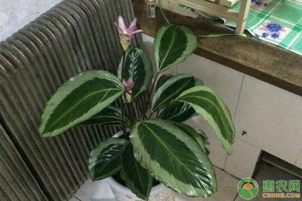 手把手教您荷花肖竹芋的養(yǎng)殖方法