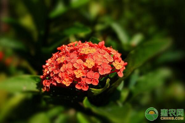 為何新手澆花易澇死、旱死？花卉澆水七多七少原則